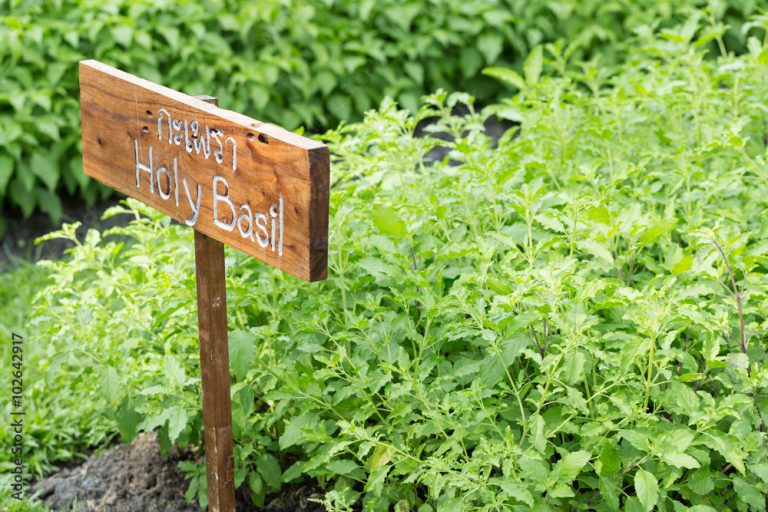 Basic Herbs Of Ayurveda (Ayurveda is Yoga’s Herbal Sister)