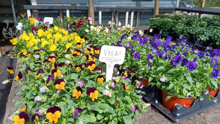 Fall Plant Sale – HALF OFF!