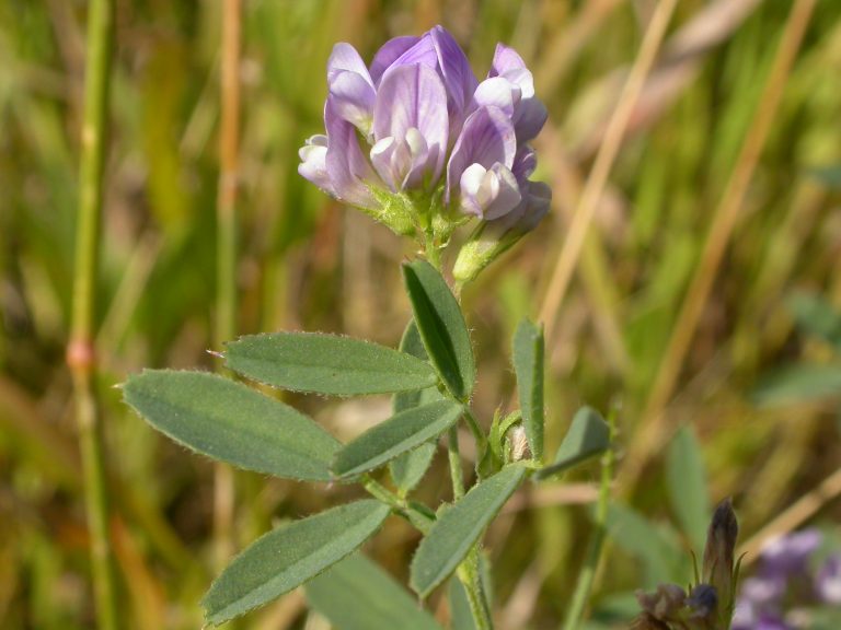 Nutritive Herbs for Better Health