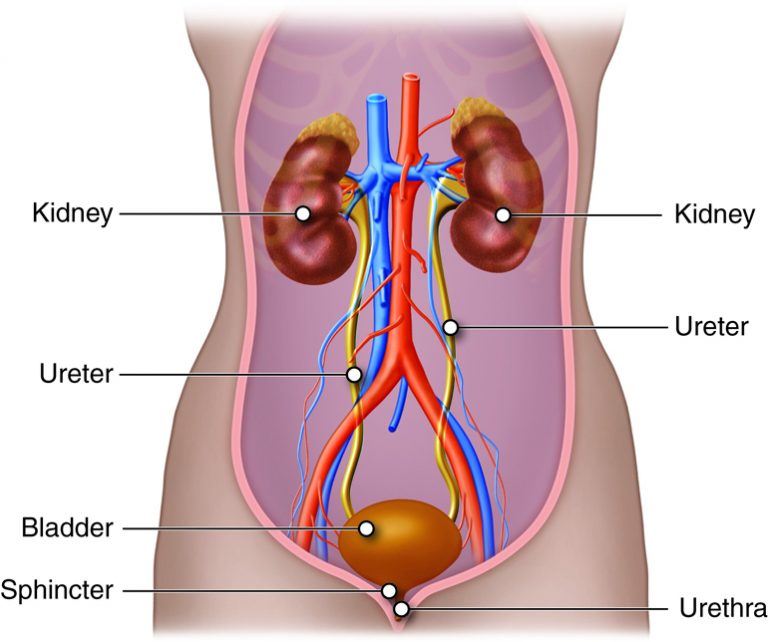 Systems On Systems: Herbs for the Urinary Tract