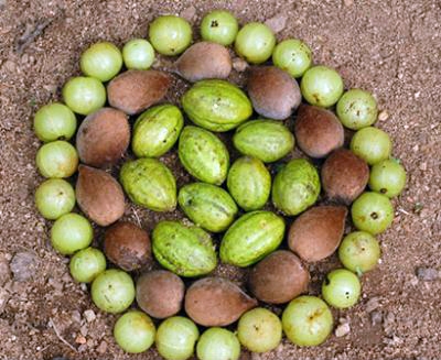 Sensible Winter Cleansing