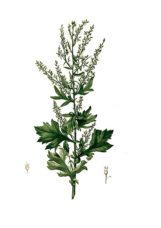 Mighty Mugwort